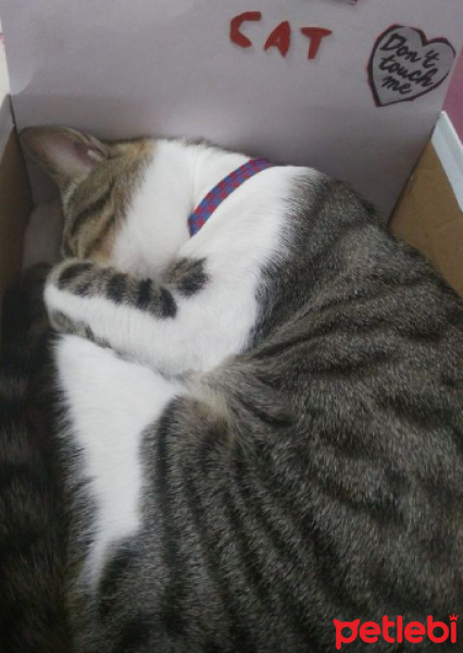 Tekir Kedi, Kedi  İzzet Lokum fotoğrafı