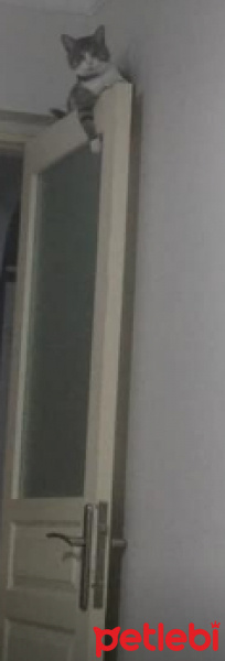 Tekir Kedi, Kedi  İzzet Lokum fotoğrafı