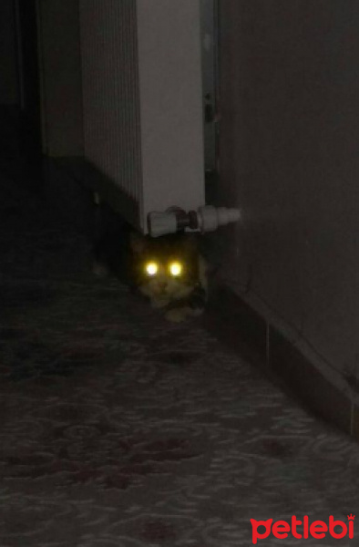 Tekir Kedi, Kedi  İzzet Lokum fotoğrafı