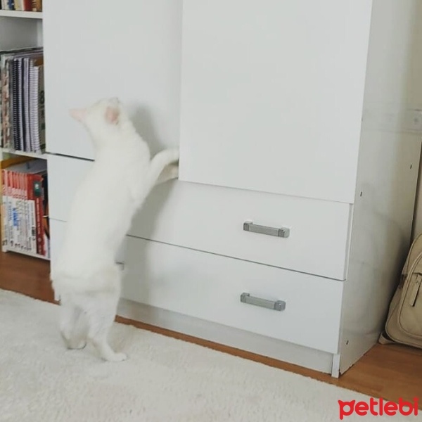 Tekir Kedi, Kedi  İzzet Lokum fotoğrafı