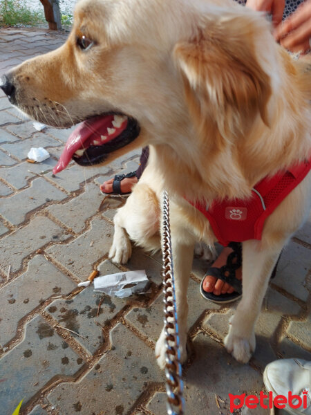 Golden Retriever, Köpek  Asil fotoğrafı