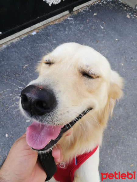 Golden Retriever, Köpek  Asil fotoğrafı