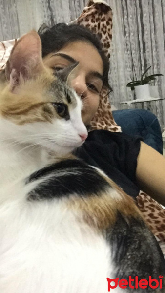 Tekir Kedi, Kedi  şaşkın fotoğrafı