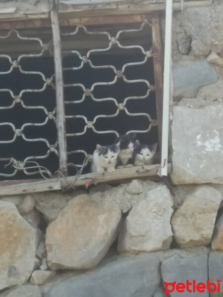 Tekir Kedi, Kedi  Eray fotoğrafı