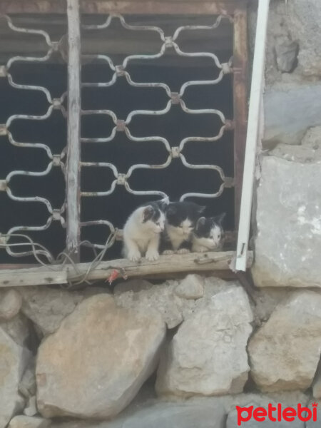 Tekir Kedi, Kedi  Eray fotoğrafı