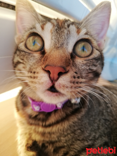 Tekir Kedi, Kedi  Lila fotoğrafı