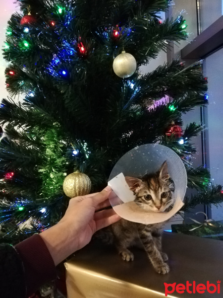 Tekir Kedi, Kedi  Lila fotoğrafı