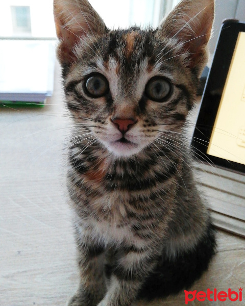 Tekir Kedi, Kedi  Lila fotoğrafı