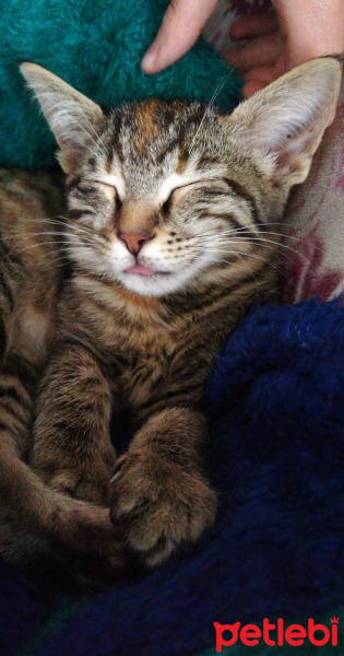 Tekir Kedi, Kedi  Lila fotoğrafı