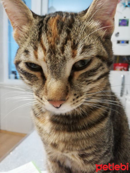 Tekir Kedi, Kedi  Lila fotoğrafı