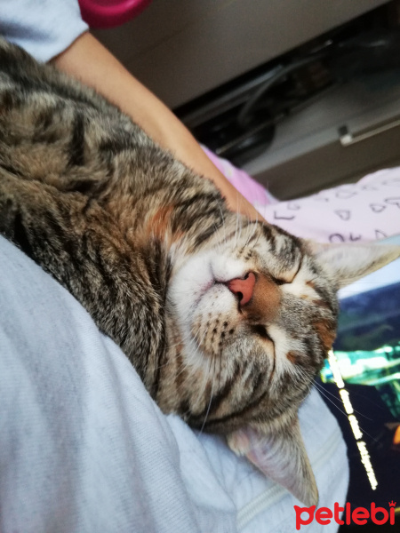 Tekir Kedi, Kedi  Lila fotoğrafı