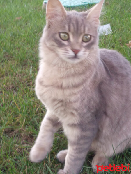 Bombay, Kedi  Cinclr  fotoğrafı