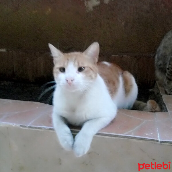 Bombay, Kedi  Cinclr  fotoğrafı