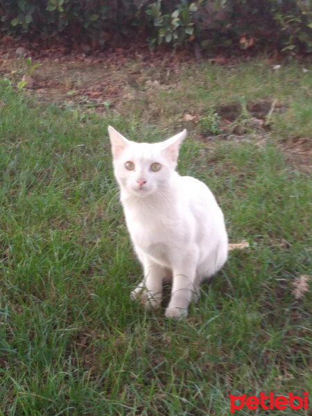 Bombay, Kedi  Cinclr  fotoğrafı