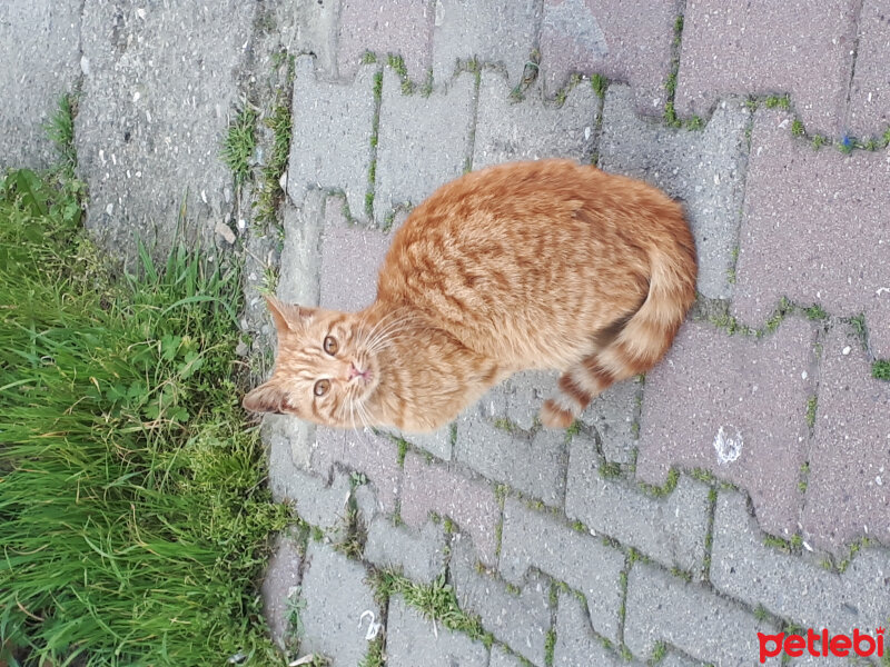 Bombay, Kedi  Cinclr  fotoğrafı