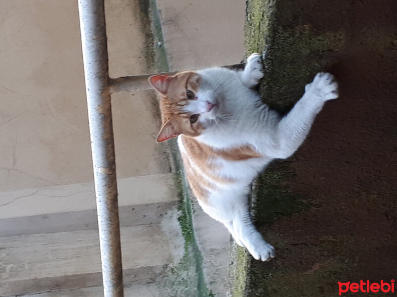 Bombay, Kedi  Cinclr  fotoğrafı