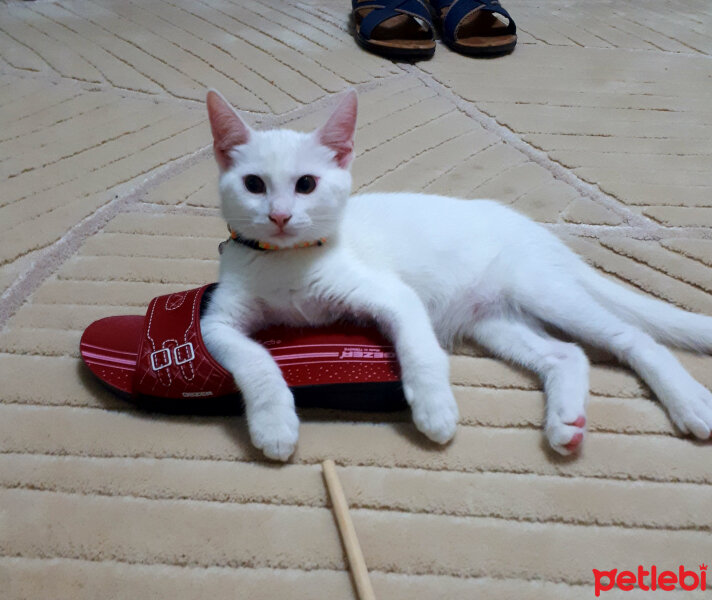 Bombay, Kedi  Cinclr  fotoğrafı