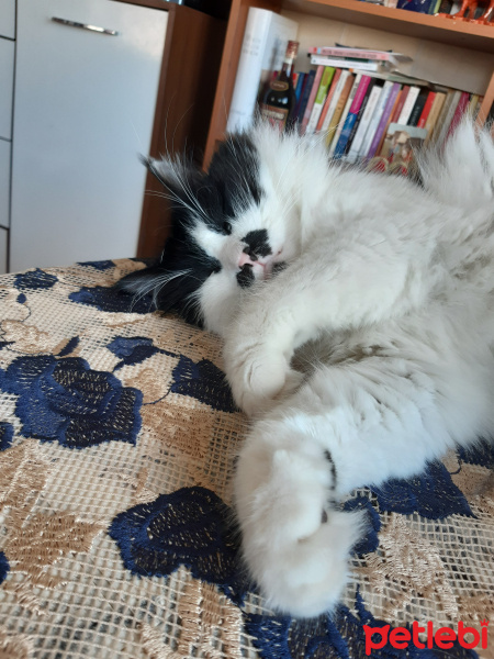 Maine Coon, Kedi  Bıdık fotoğrafı