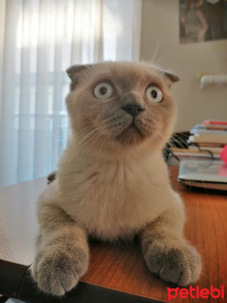 Scottish Fold, Kedi  Rüzgar fotoğrafı