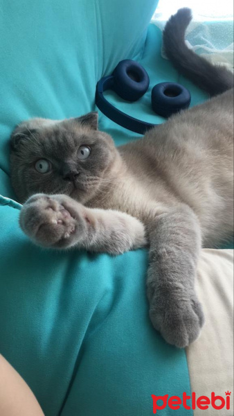 Scottish Fold, Kedi  Rüzgar fotoğrafı
