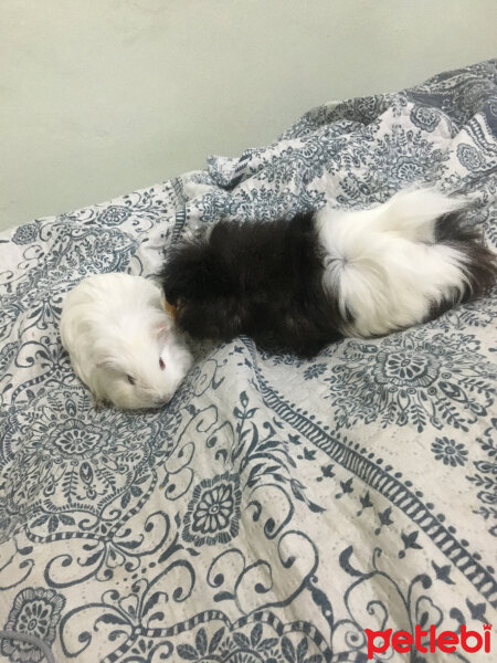 Guinea Pig, Kemirgen  Boncuk ile pofuduk fotoğrafı