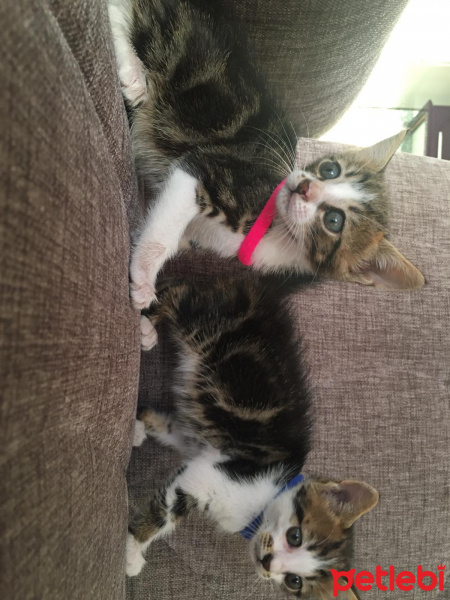 Tekir Kedi, Kedi  Asuman/pakize fotoğrafı