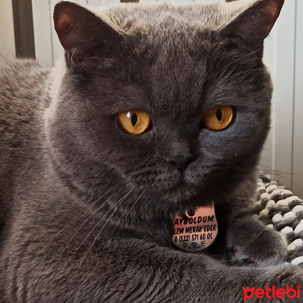 British Shorthair, Kedi  Duman fotoğrafı