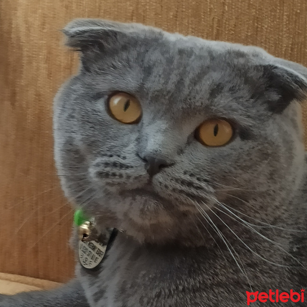Scottish Fold, Kedi  Karam fotoğrafı