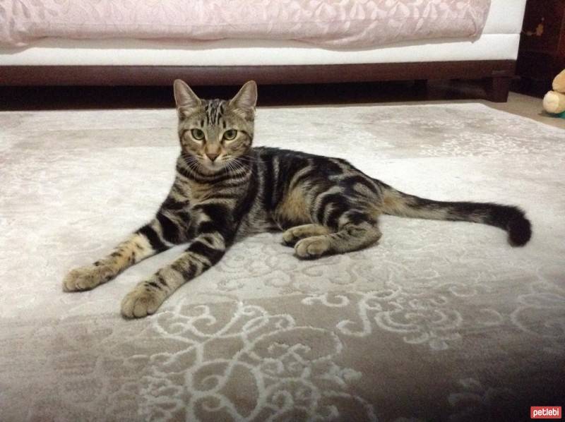 Bengal, Kedi  safiye fotoğrafı