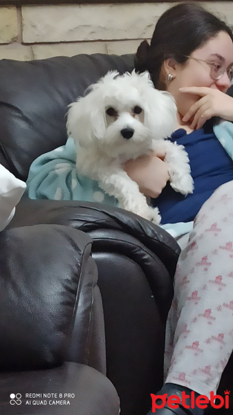 Maltese, Köpek  Köpük fotoğrafı