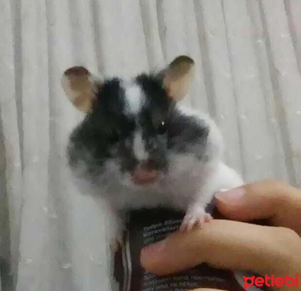 Hamster, Kemirgen  Dobi fotoğrafı