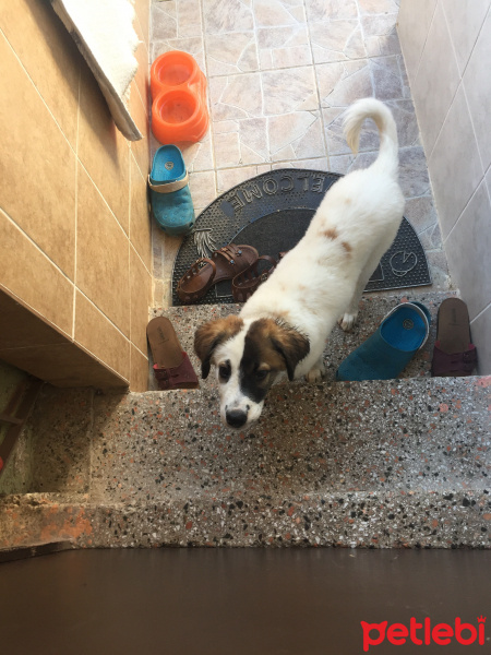 St. Bernard (Saint Bernard), Köpek  Hector fotoğrafı