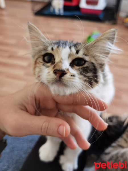 Tekir Kedi, Kedi  Norma fotoğrafı