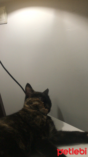 Tekir Kedi, Kedi  Lilith fotoğrafı