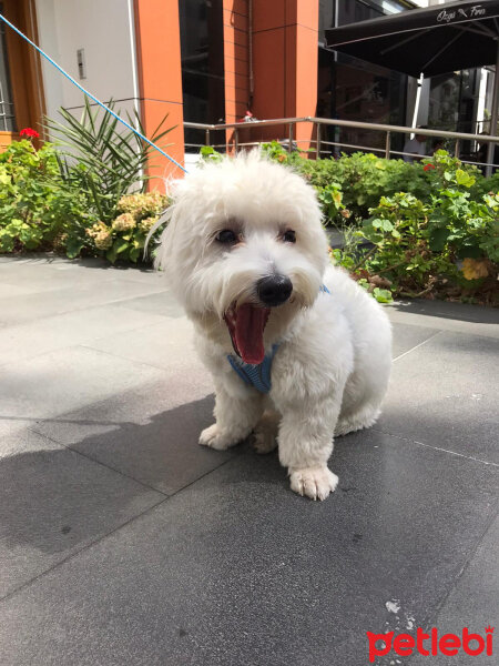 Maltese, Köpek  Bony fotoğrafı