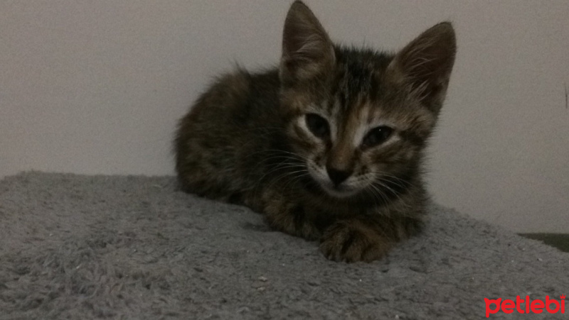 Tekir Kedi, Kedi  Prenses fotoğrafı
