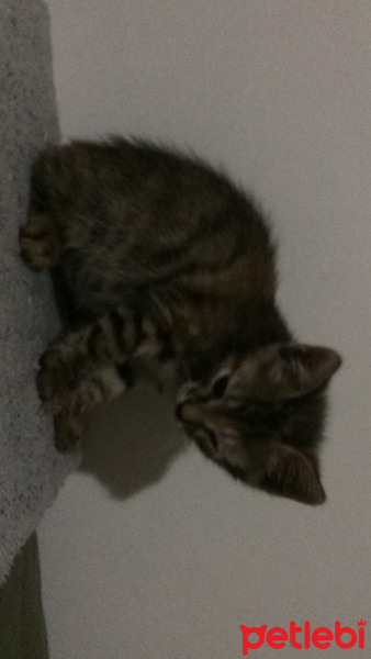 Tekir Kedi, Kedi  Prenses fotoğrafı