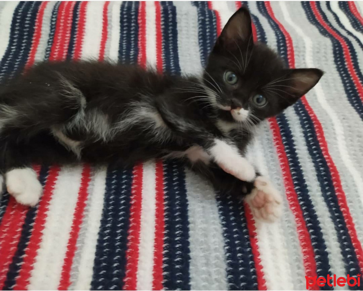 Tuxedo (Smokin) Kedi, Kedi  Silva fotoğrafı