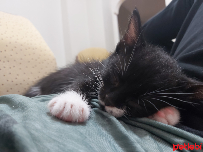 Tuxedo (Smokin) Kedi, Kedi  Silva fotoğrafı