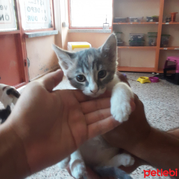 Tekir Kedi, Kedi  Safinaz fotoğrafı