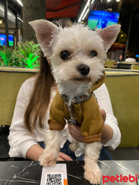 Yorkshire Terrier, Köpek  Tito fotoğrafı