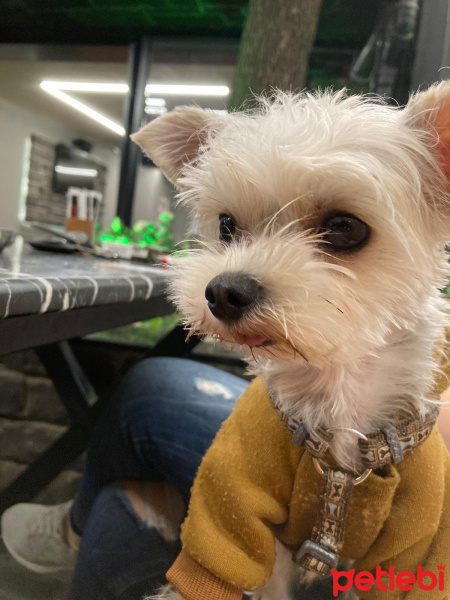 Yorkshire Terrier, Köpek  Tito fotoğrafı