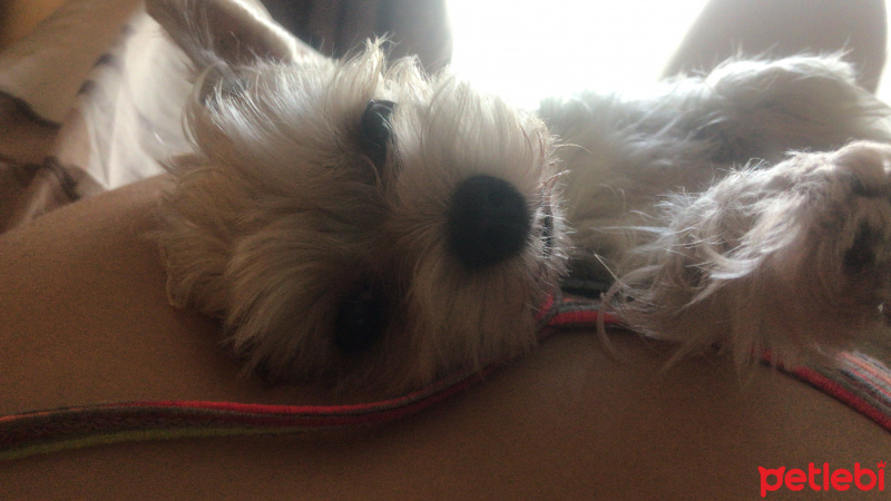 Yorkshire Terrier, Köpek  Tito fotoğrafı