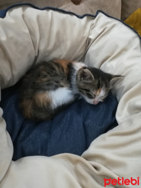 Tekir Kedi, Kedi  Karamel fotoğrafı