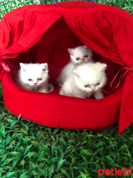 Exotic Shorthair, Kedi  Pamuk fotoğrafı