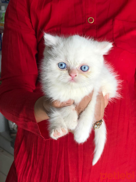 Exotic Shorthair, Kedi  Pamuk fotoğrafı