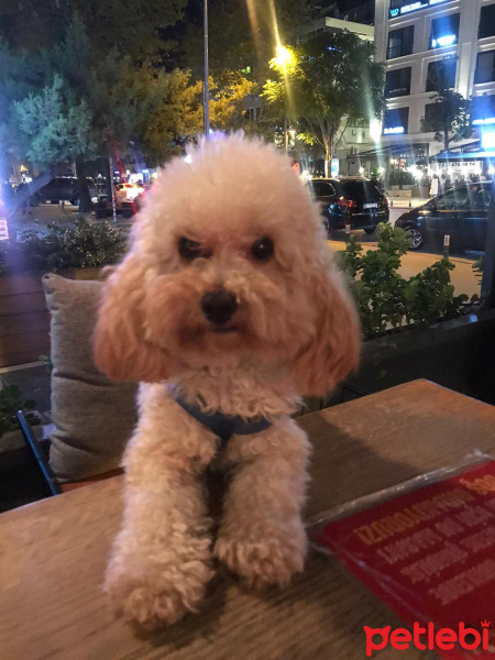 Poodle (Minyatür Kaniş), Köpek  Bonny fotoğrafı