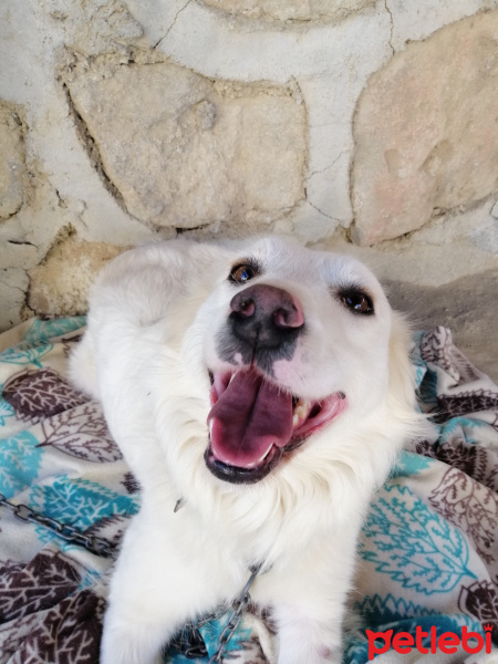 Labrador Retriever, Köpek  Lady fotoğrafı