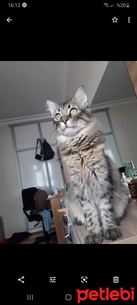 Norwegian Forest, Kedi  Haydar fotoğrafı