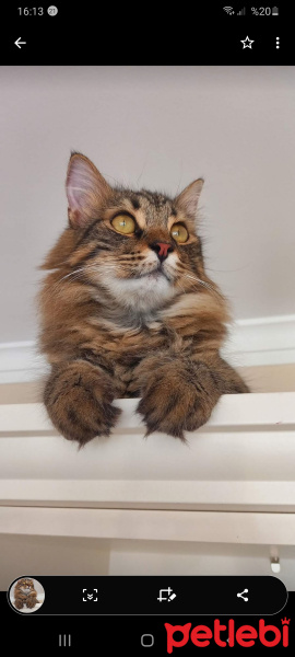 Norwegian Forest, Kedi  Haydar fotoğrafı